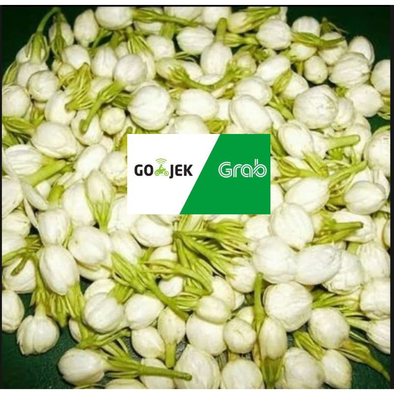 

kembang melati fresh dan segar kembang melati asli