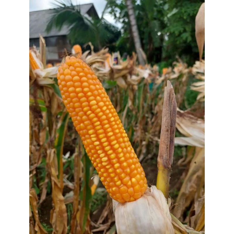 

BENIH JAGUNG PIONEER UNGGULAN TONGGOL BESAR 1KG