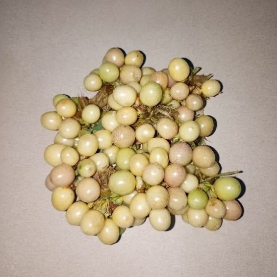 

Buah Ciplukan Segar