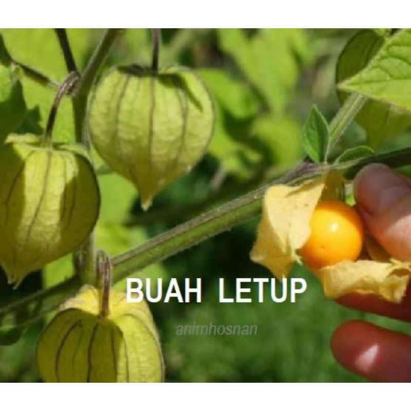 

BUAH LETUP KELAMBU UNTUK OBAT 15 BIJI SATU PIST