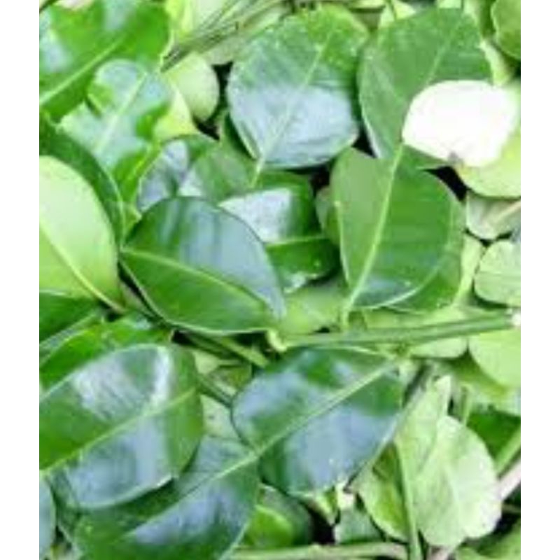 

daun jeruk purut 50 grm