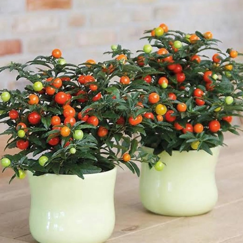 BERBUAH...Bibit Tanaman Hias Tomat Krismil Mungil Unik Kondisi Rimbun