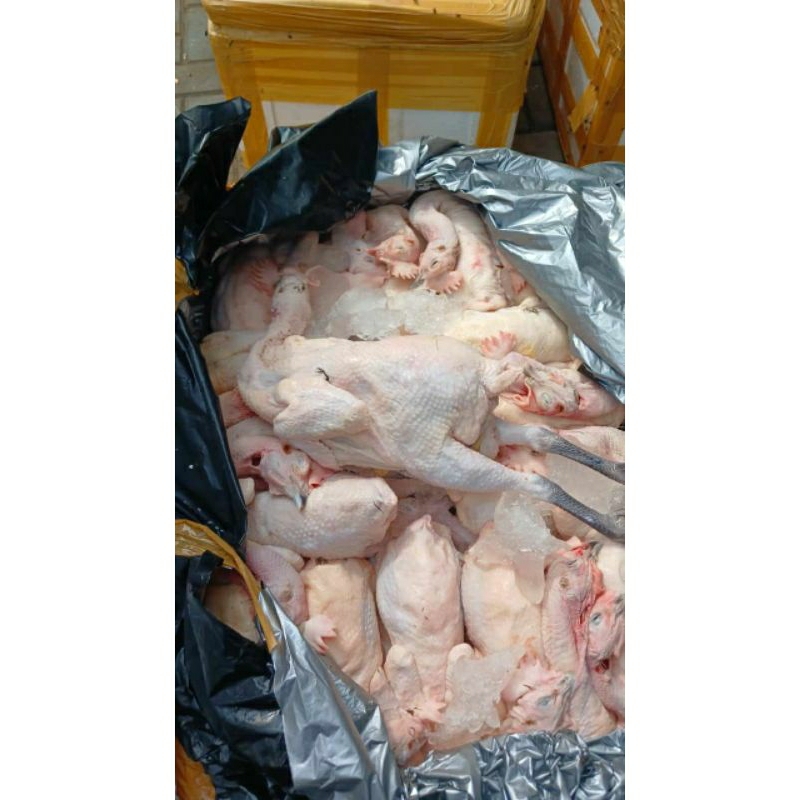 

AYAM KAMPUNG UTUH + ATI AMPELA 1,1kg