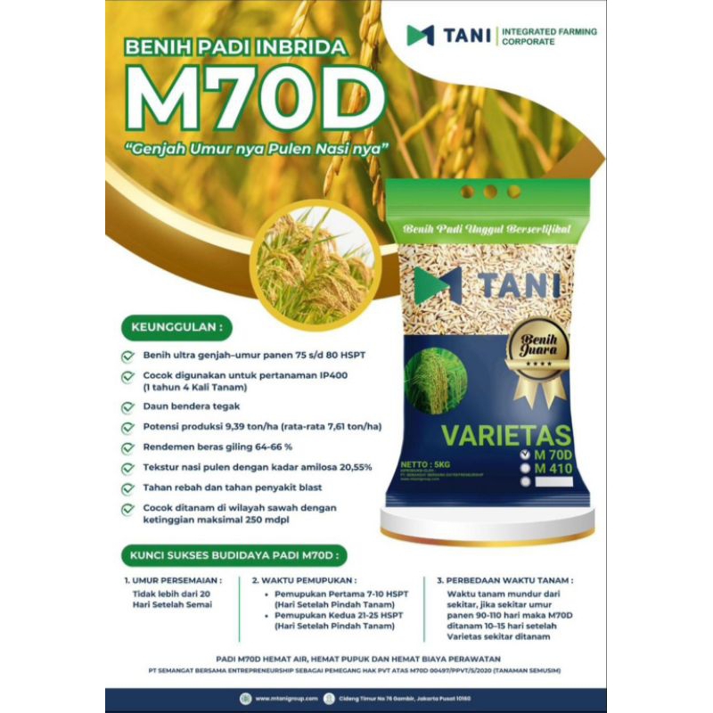 Benih Padi M70D M70 Umur Genjah (-+75 hari) Produksi Melimpah
