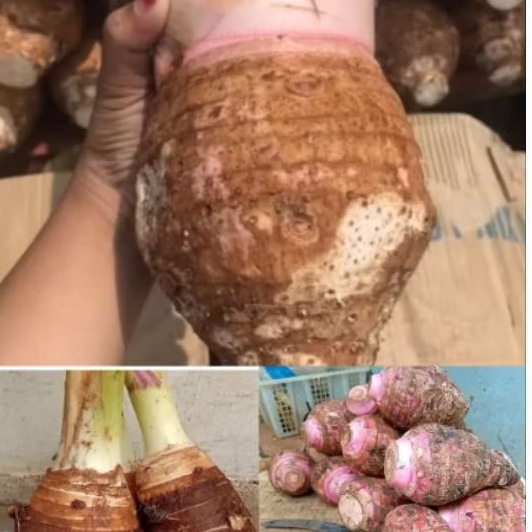 

Ubi Talas Pratama 1,2 dan 3. Berat 1 Kilogram