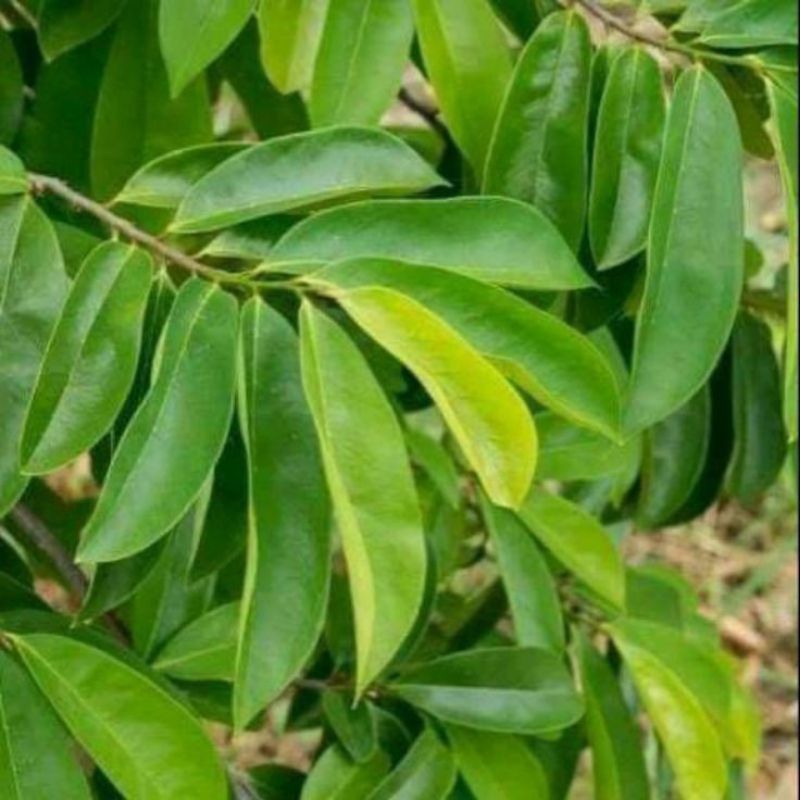 

DAUN SIRSAK SEGAR - 100pcs