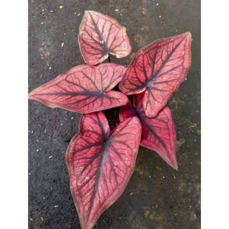 caladium red stone