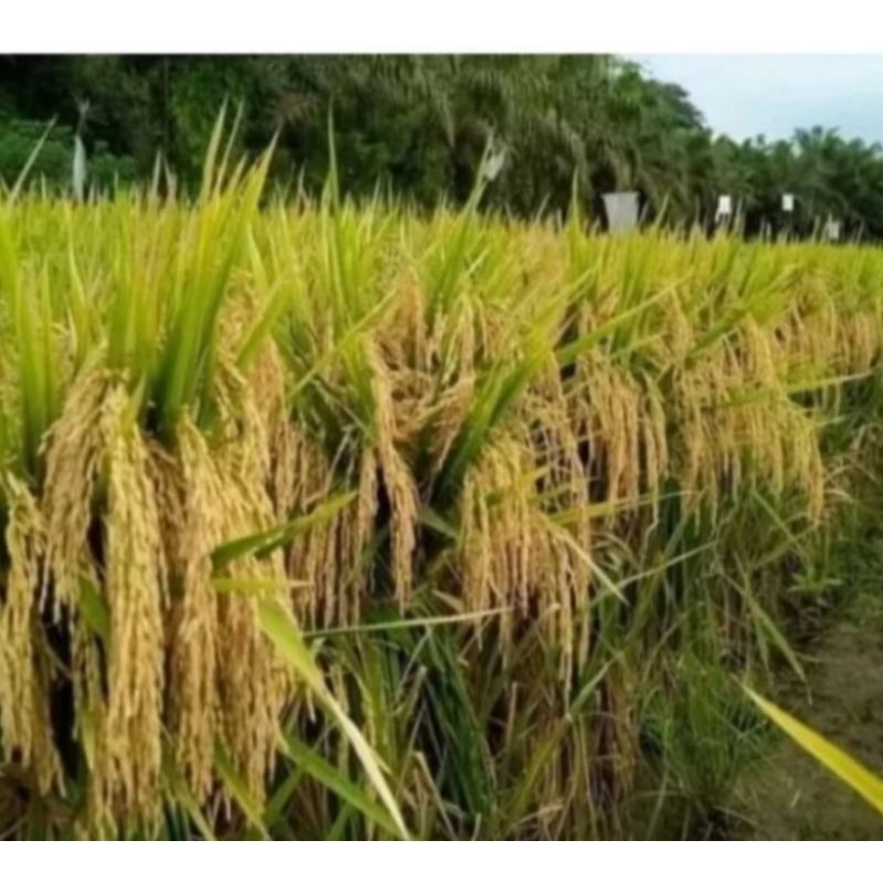 BENIH PADI IR MUTIARA KEMASAN 5KG