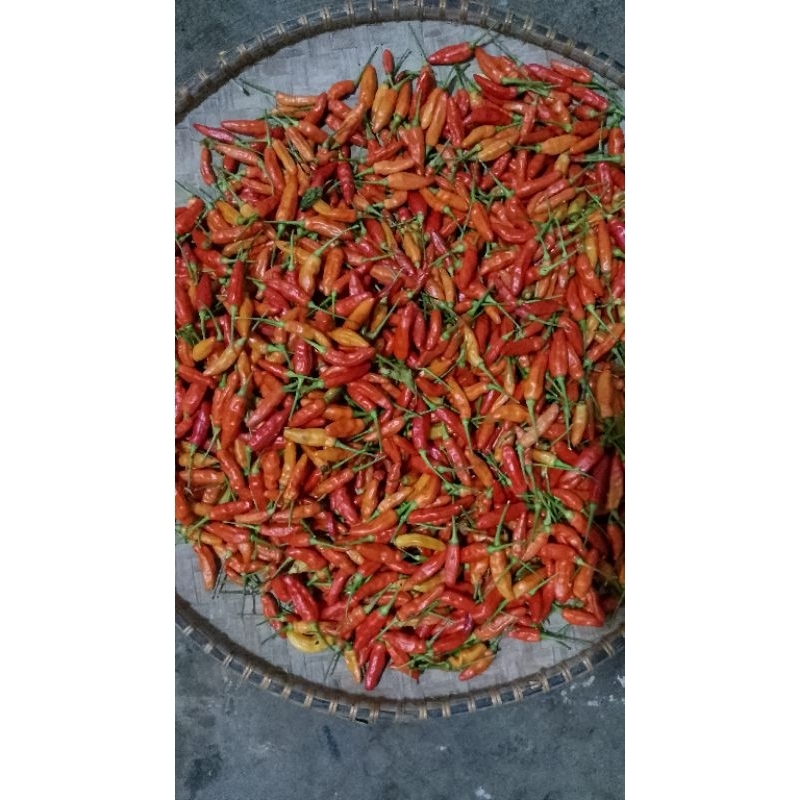 

Cabe Setan Merah 212