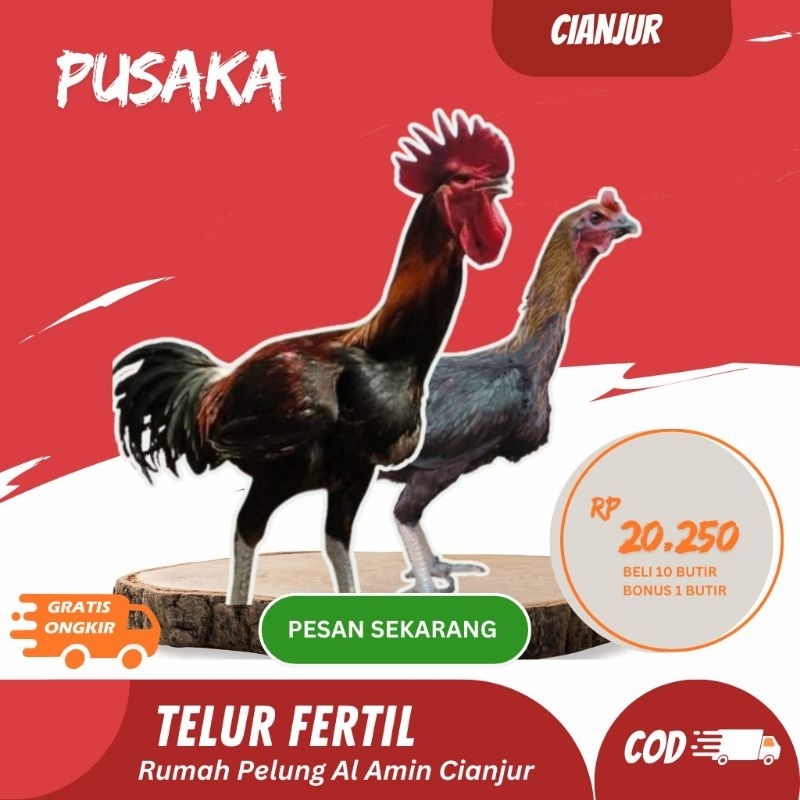 

Telur Ayam Pelung Pusaka Untuk Ditetaskan Fertil