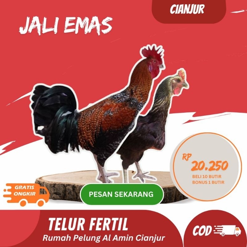 

Telur Ayam Pelung Jali Emas Untuk Ditetaskan Fertil