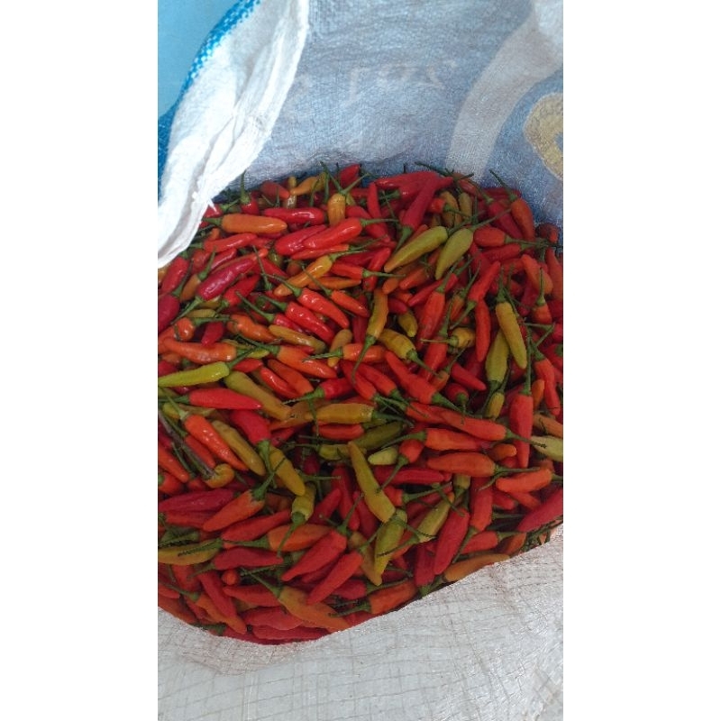 

Cabe rawit ori super