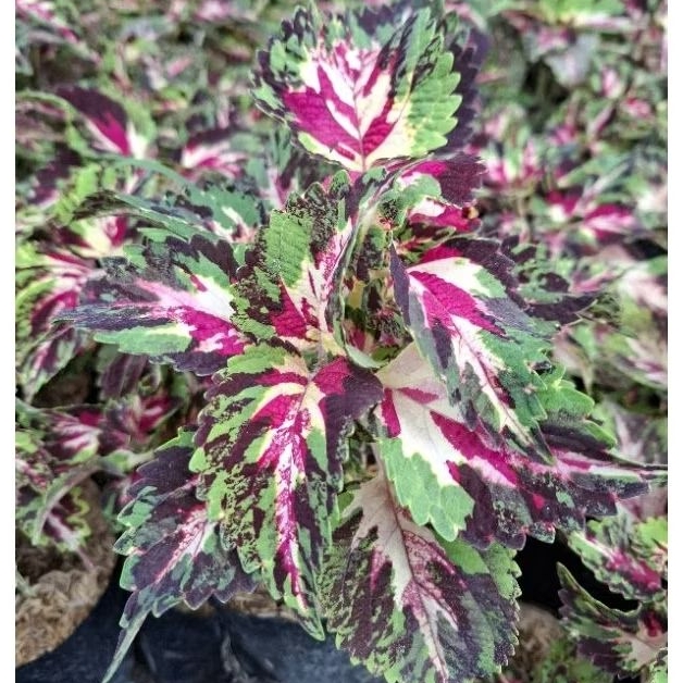 Tanaman Miana Batik Betawi / Bayam Hias Miana Batik / Painted Nettle Plants / Coleus Scutellarioides