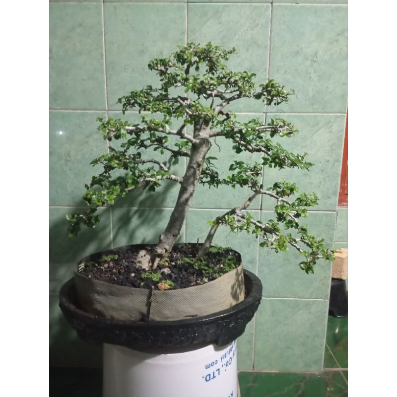 tanaman bonsai hidup. pohon serut siap pajang