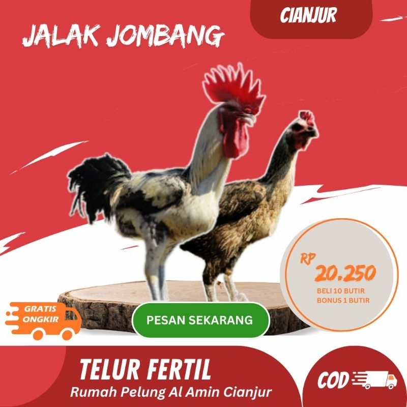 

Telur Ayam Pelung Jalak Jombang Untuk Ditetaskan Fertil