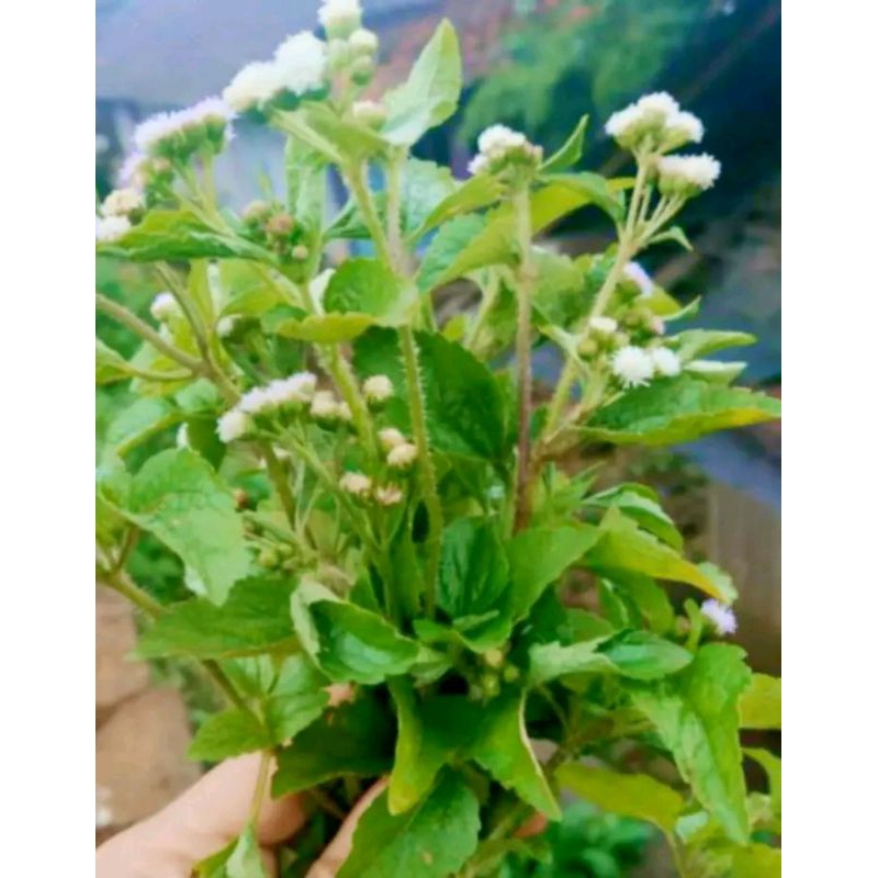 

DAUN BANDOTAN SEGAR 100GR