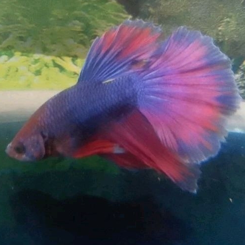 M+ Cupang HM Electric Blue Koi Hellboy Black Butterfly *Instant Makassar*