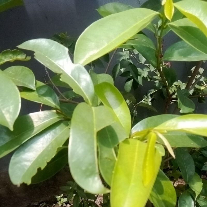 

Daun Sirsak
