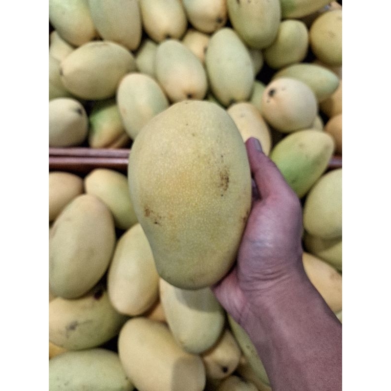 

MANGGA HARUM MANIS THAILAND DOK MAY MATANG POHON