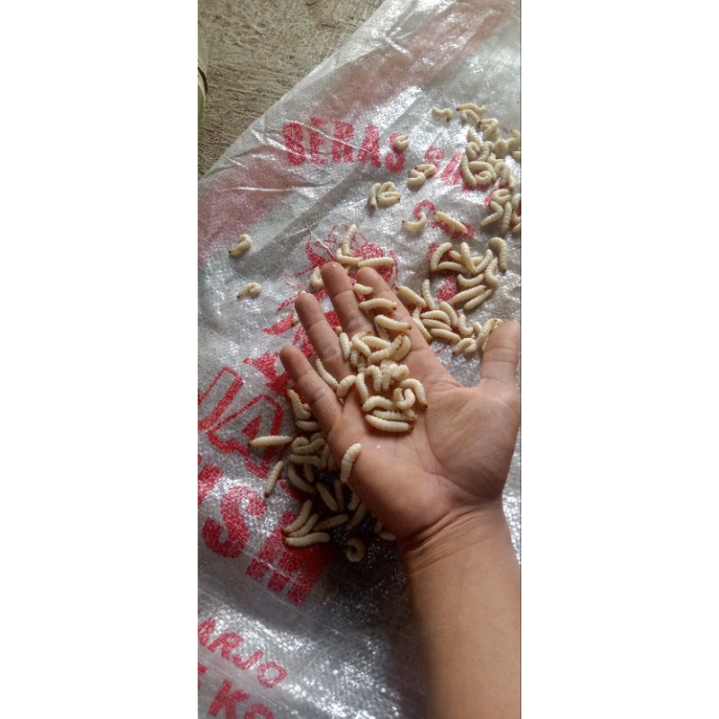 umpan mancing ulat bambu/cengkilung/grantang,satu wadah isi 35