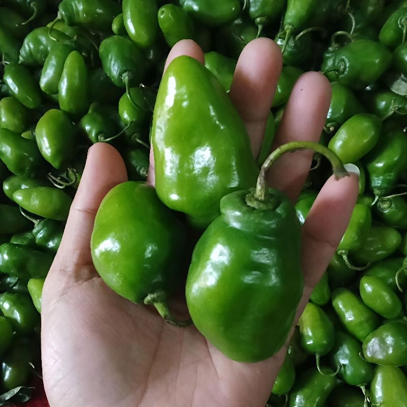 

Cabe gendot 500gr | cabe lombok, cabe gendol