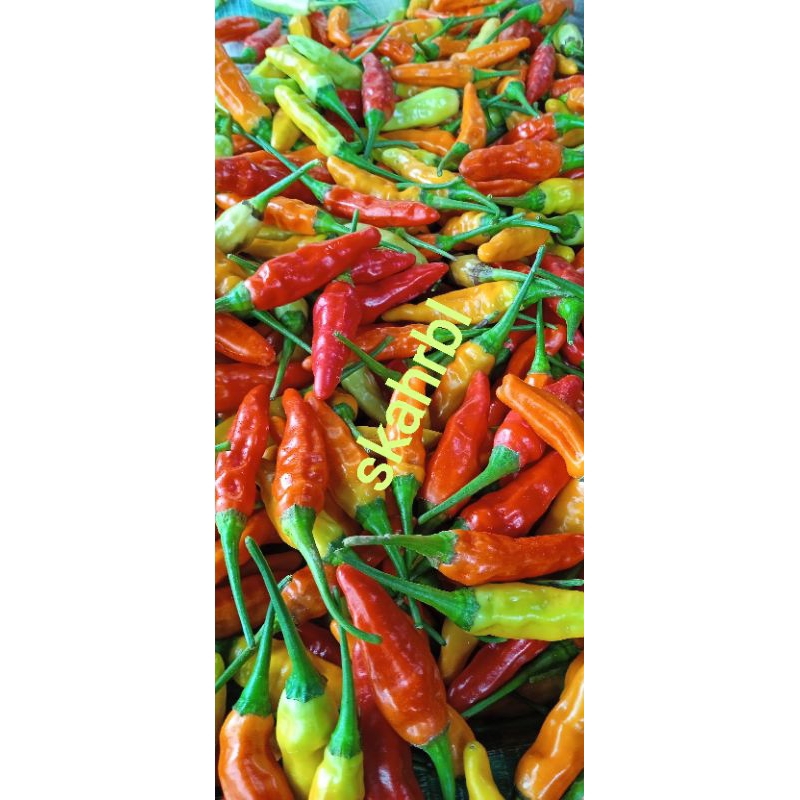 cabai rawit 1 kg // cabai rawit merah 1 kg