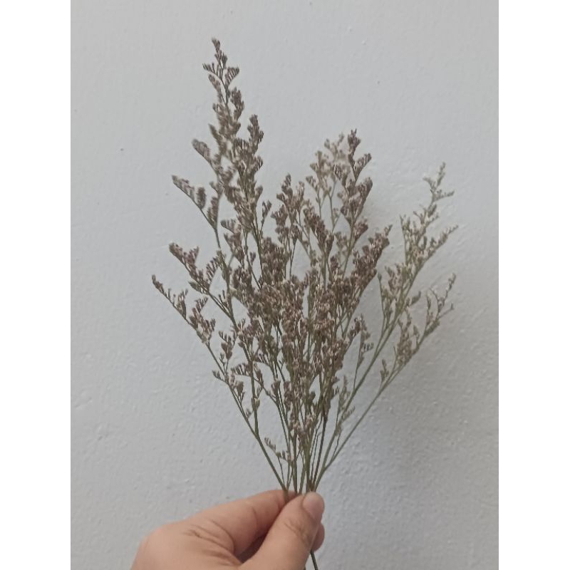 Caspea 3 gram Preserved Flower Mini Bunga Awetan Bunga Kering