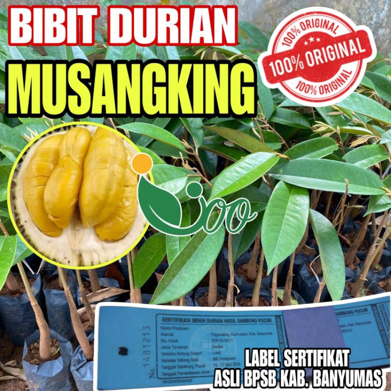 BIBIT DURIAN MUSANGKING ASLI OKULASI SAMBUNG PUCUK DI KIRIM MEDIA TANAH UTUH