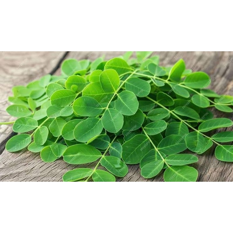 

DAUN KELOR SEGAR 250gr