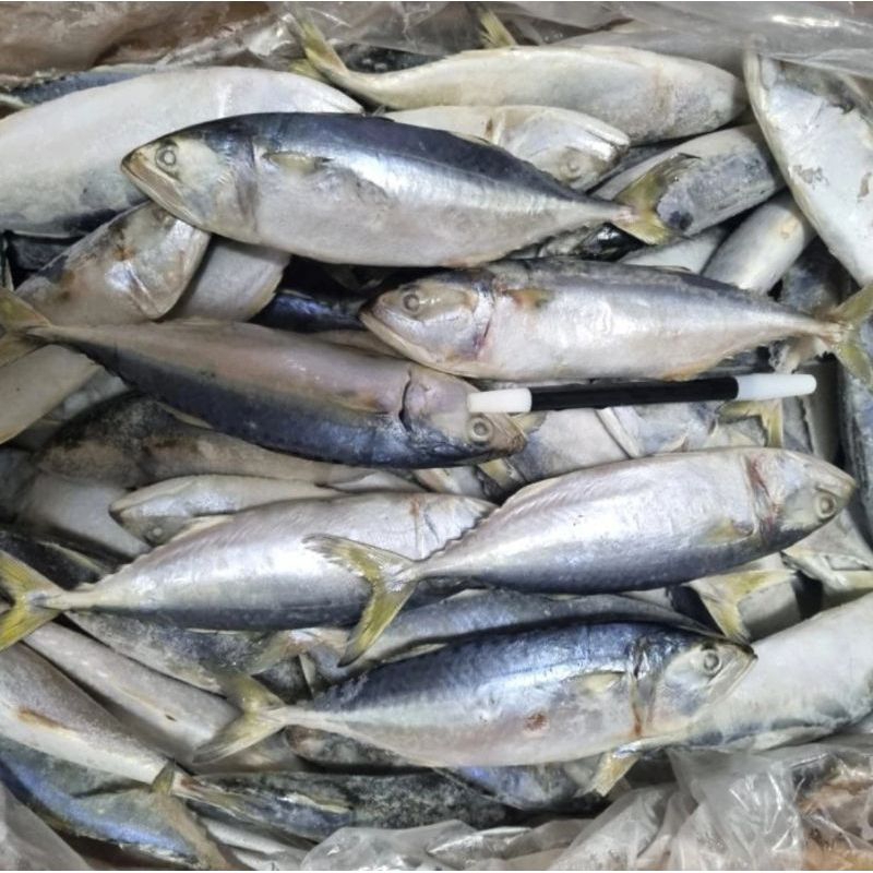 

GEMBUNG KURING SEGAR