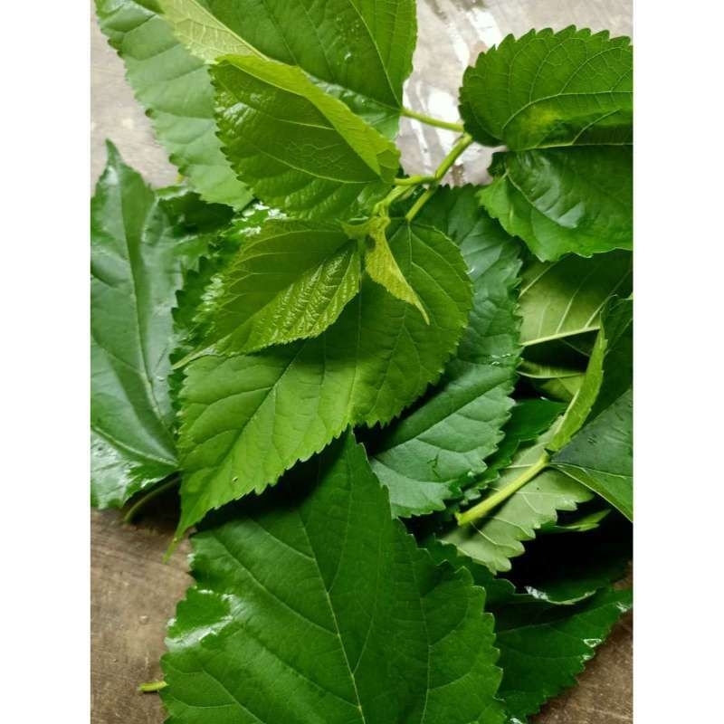

Daun Murbei Segar - Bahan Obat Tradisional dan Pengobatan Herbal 100 helai