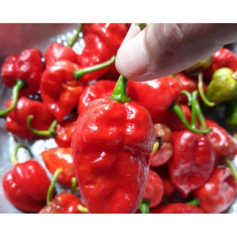 benih cabe habanero