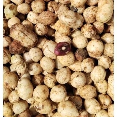 

KACANG TANAH POLONG/BOGOR KUALITAS TERBAIK SPEK SUPERMARKET 1KGKACANG TANAH POLONG/BOGOR KUALITAS TERBAIK SPEK SUPERMARKET 1KG
