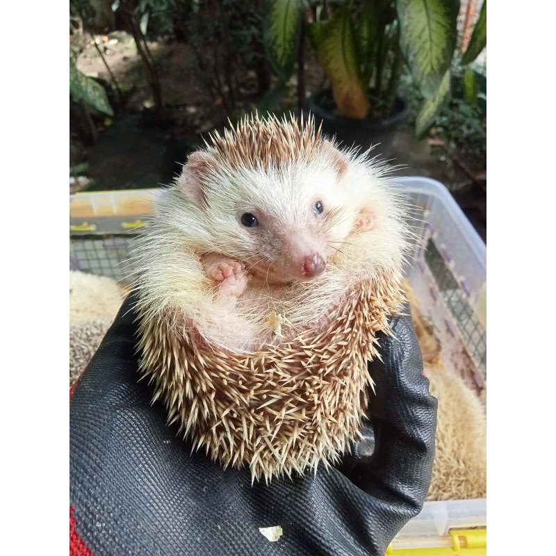 Landak Mini Indukan Pinto Coklat Mata Hitam