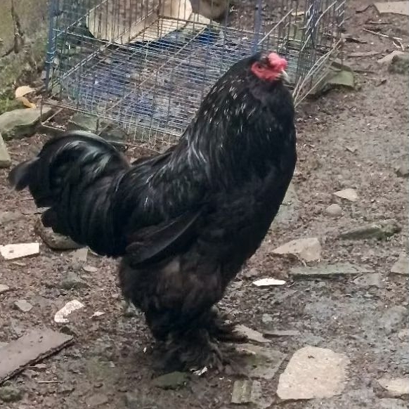 Ayam Brahma Sepasang Indukan
