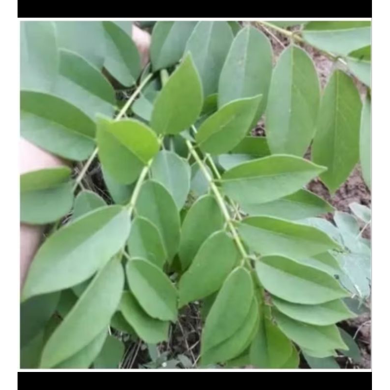 

DAUN GAMAL SEGAR