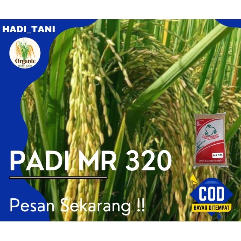 BENIH PADI PREMIUM MR 320 KEMASAN 5 KG