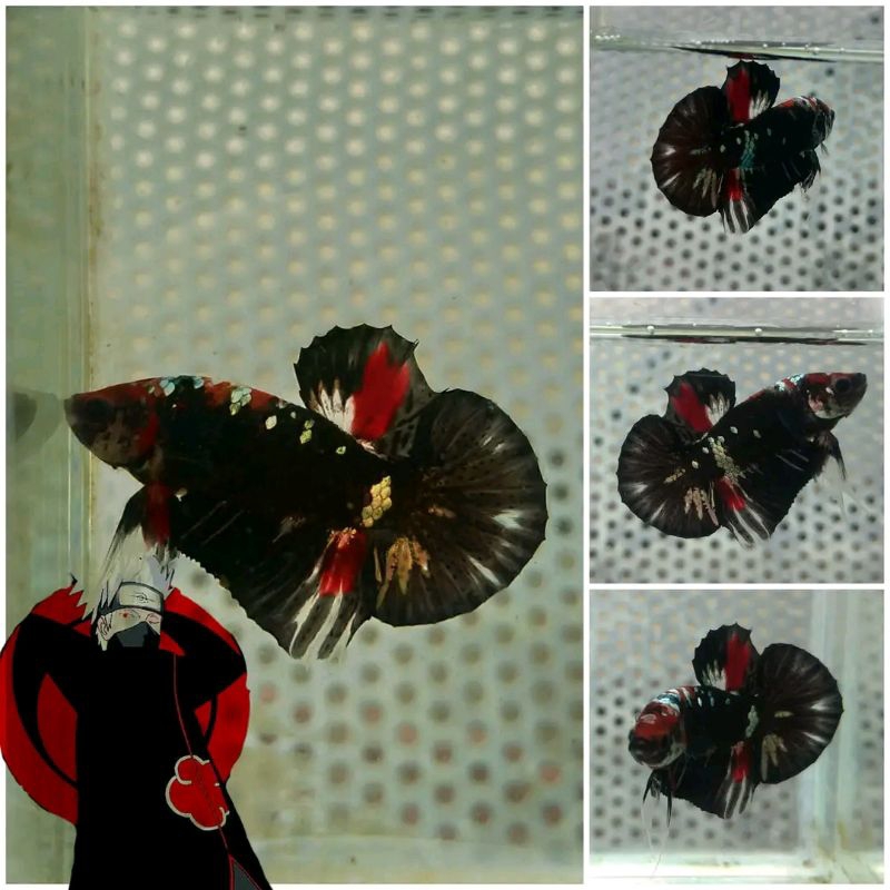 

Dus packing isi Avatar nemo