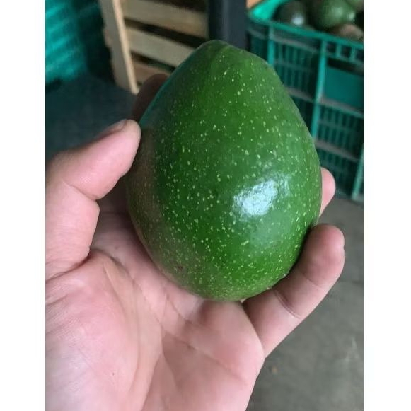 

Alpukat mentega Mini 1 kg isi 6_7 buah Ber garansi Dikirim Mentah