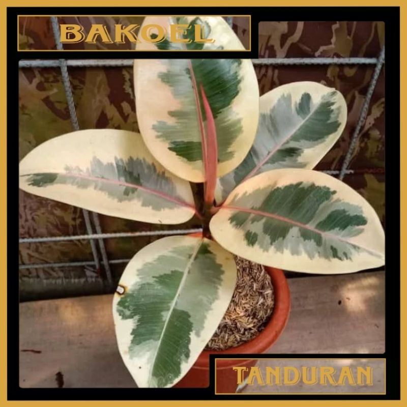 Tanaman Hias Ficus Tineke | Ficus Variegata