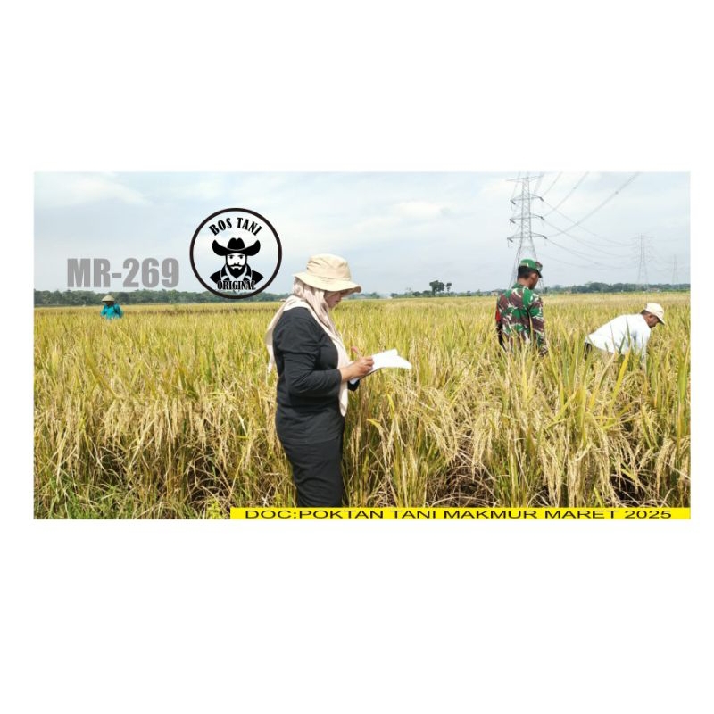 BENIH/BIBIT PADI UNGGUL MR-269