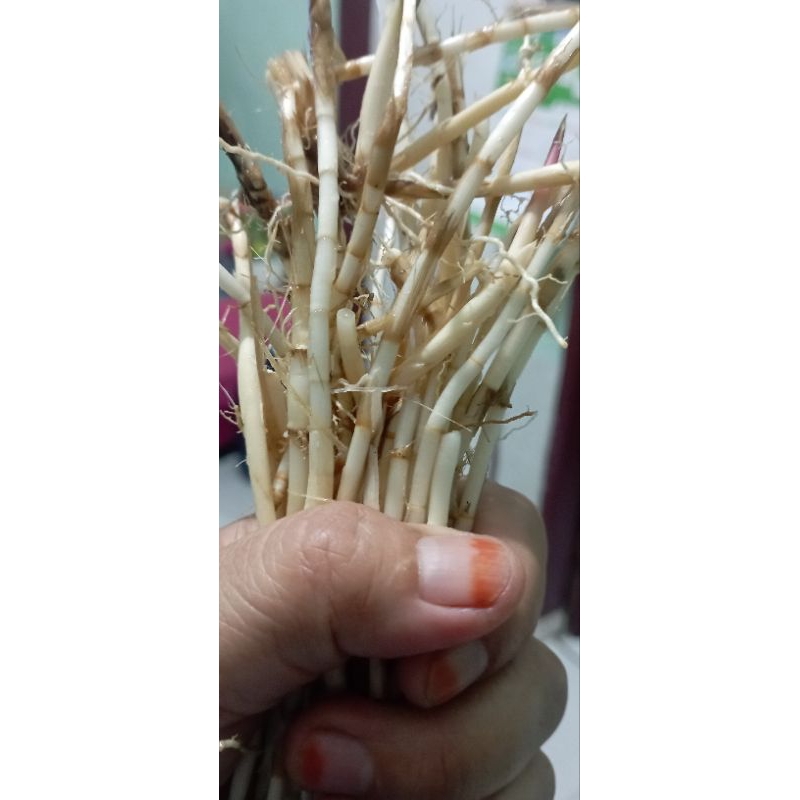 POHON KENIKIR - POHON ULAM RAJA - Benih - AKAR ILALANG - BIBIT - DAUN SURING - Tanaman herbal
