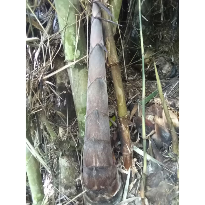 

rebung Betung per 1kg