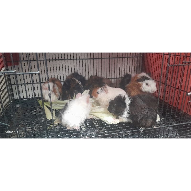 marmut hias & lokal lucu dan jinak