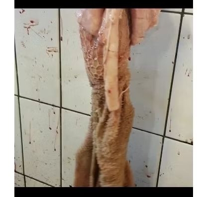 

Babat Paru kambing / domba 1000 gram dan 500 gram