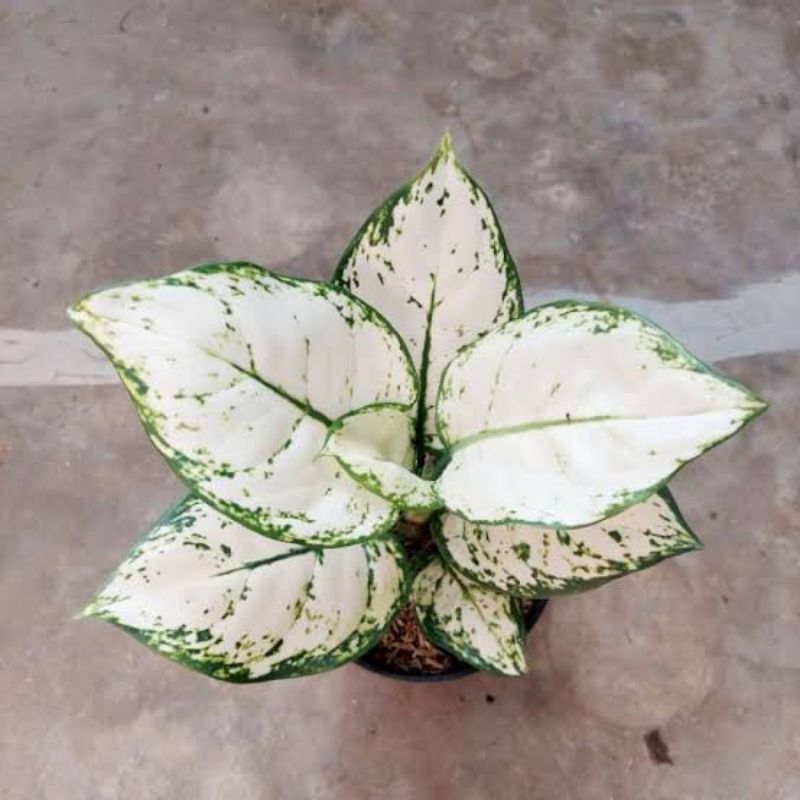 Aglonema super white anakan