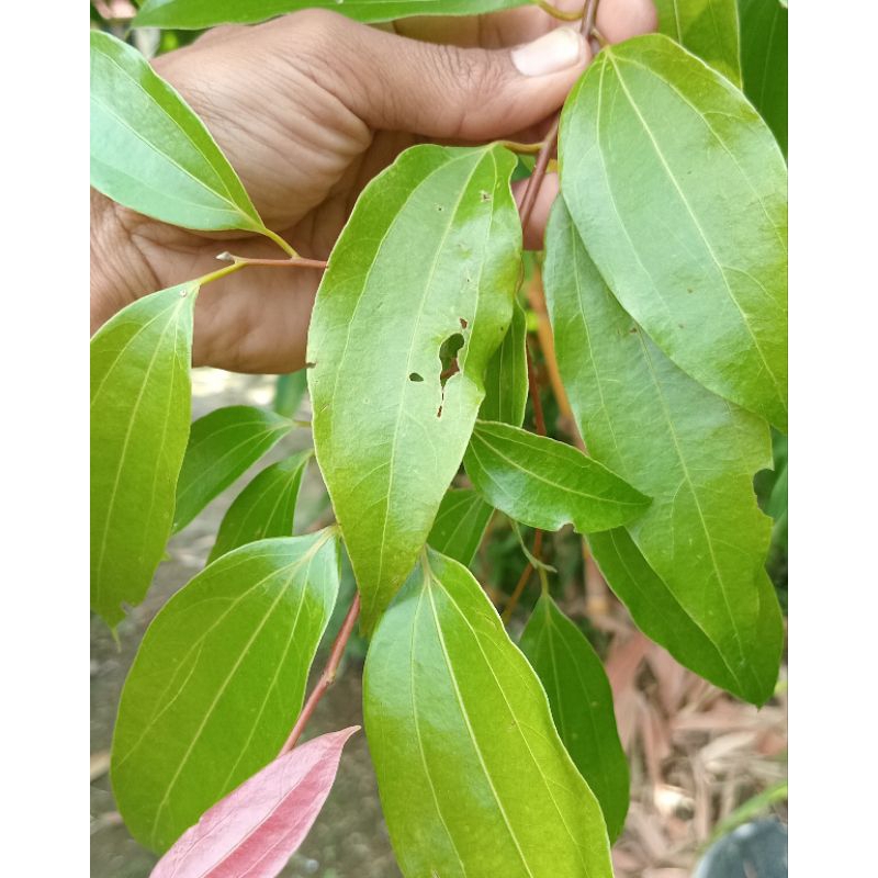 

Daun kayu manis segar - daun kayu manis fresh 50 lembar