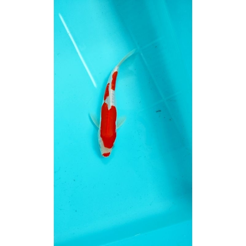 ikan koi blitar kohaku doitsu 23 cm
