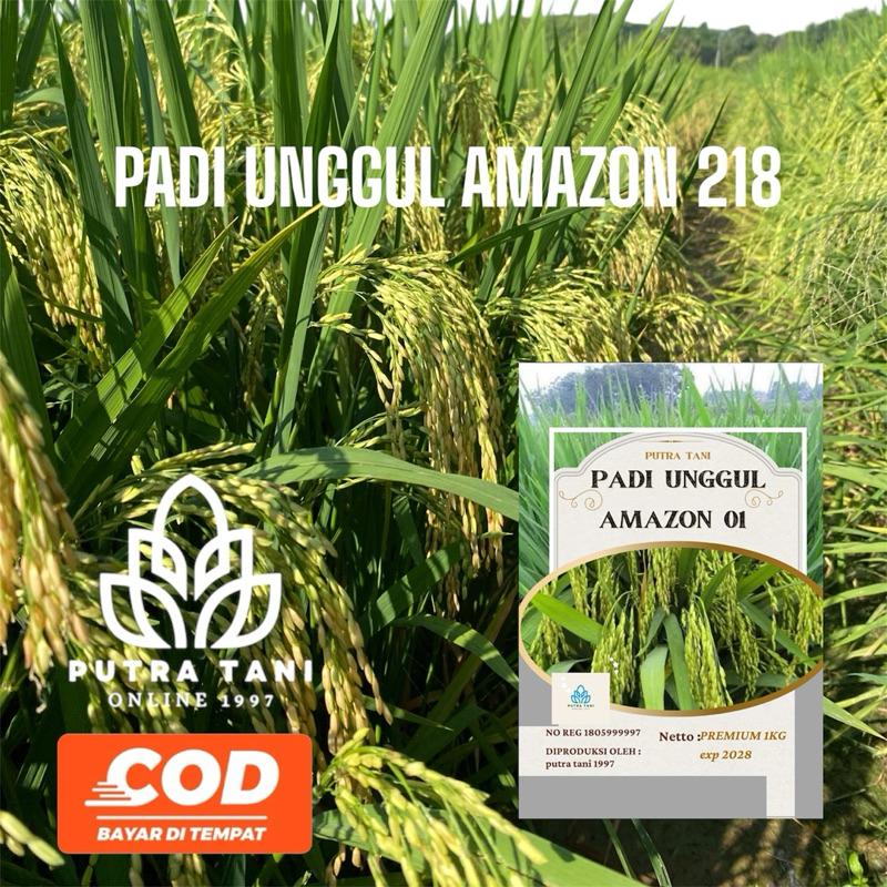 PADI UNGGUL AMAZONE 218 1KG
