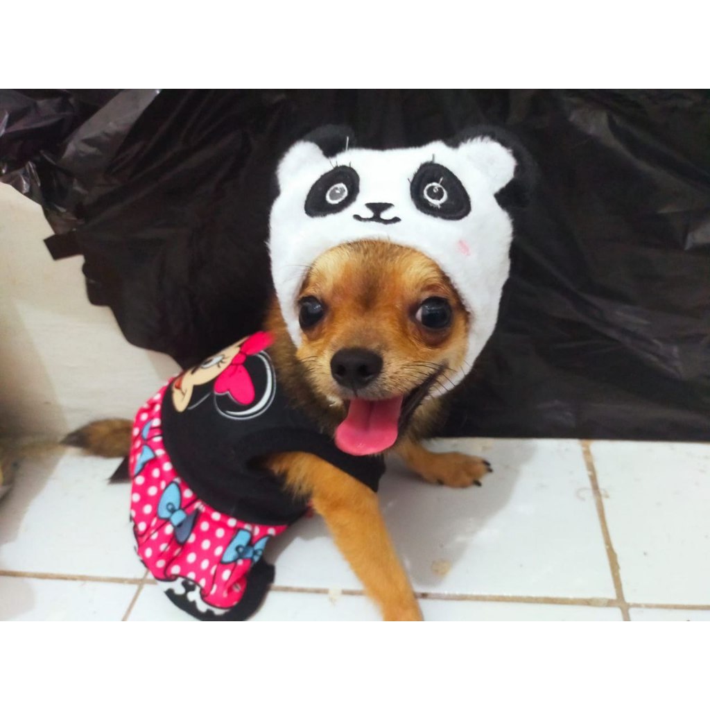 Topi Kucing Anjing Lucu Bahan Lembut Viral Tiktok